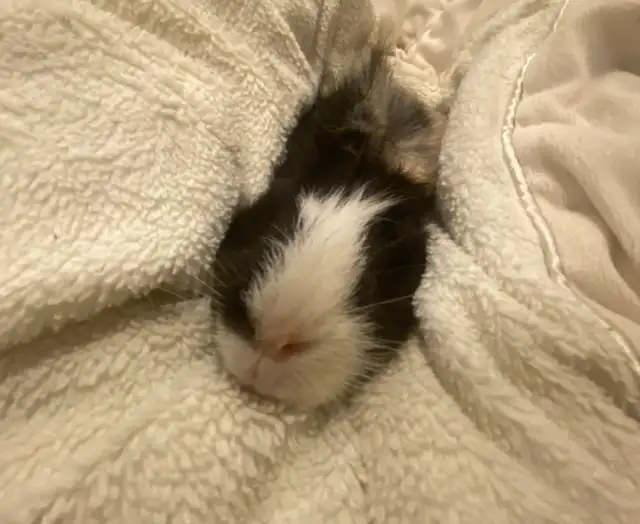 Male Guinea pig