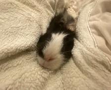 Male Guinea pig