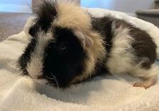 Male Guinea pig