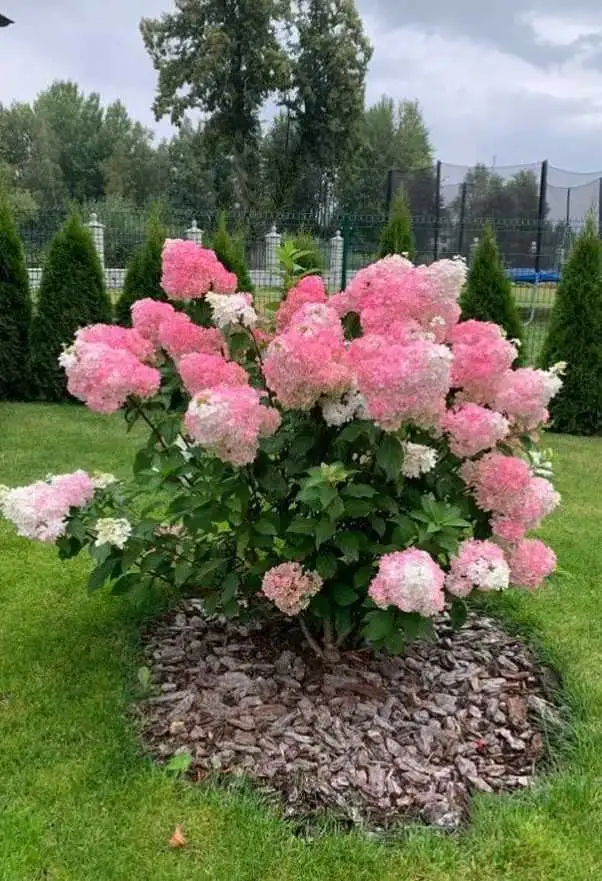 Special Hydrangeas