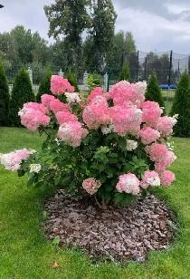 Special Hydrangeas