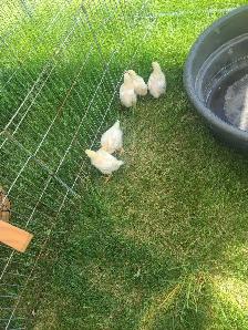 4 week old meat chicks