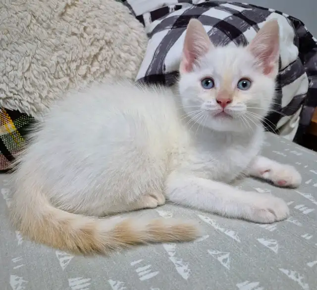 Flame Point Sweetie