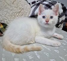 Flame Point Sweetie