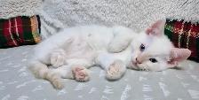 Flame Point Sweetie - Photo 2