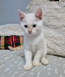 Flame Point Sweetie - Photo 3