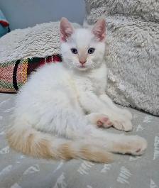 Flame Point Sweetie - Photo 4