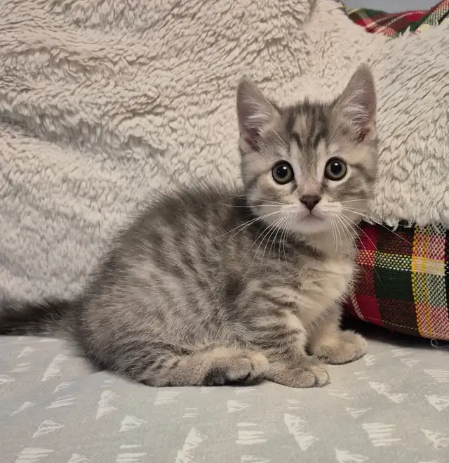 MUNCHKIN Short Legged Tab