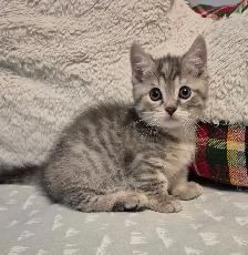 MUNCHKIN Short Legged Tab