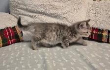 MUNCHKIN Short Legged Tab - Photo 2