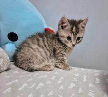 MUNCHKIN Short Legged Tab - Photo 3