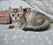 MUNCHKIN Short Legged Tab - Photo 4