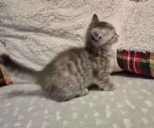 MUNCHKIN Short Legged Tab - Photo 5