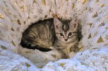 MUNCHKIN Short Legged Tab - Photo 6