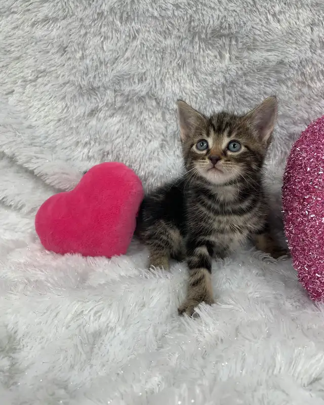 ❤️ Bengal/Siberian kittens ❤️(437) 292-1163