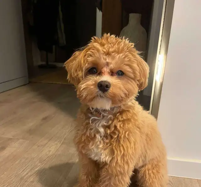 Looking for dog donations