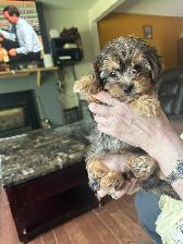 Yorkie Poos - Photo 2