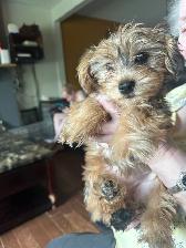 Yorkie Poos - Photo 3