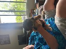 Yorkie Poos - Photo 4