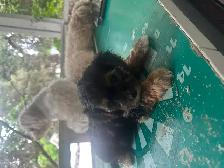 Yorkie Poos - Photo 6