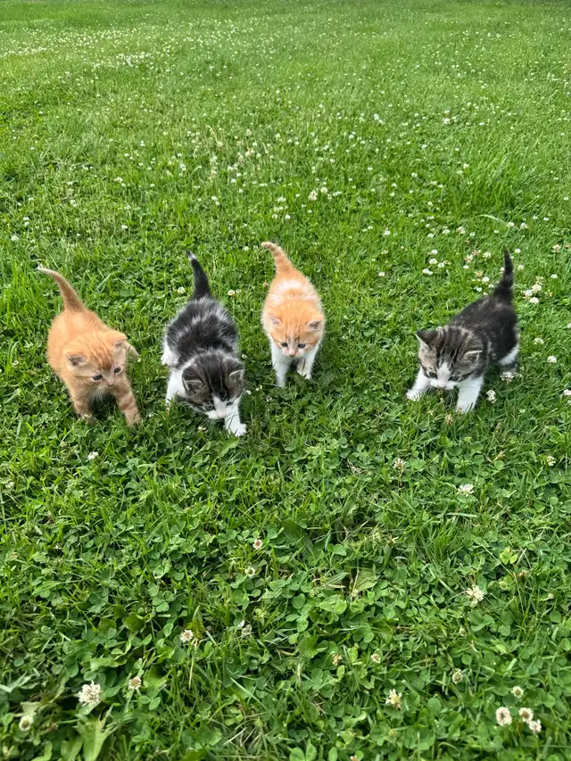 kittens for sale