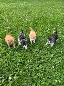 kittens for sale