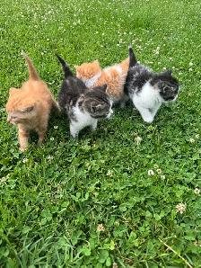 kittens for sale - Photo 2