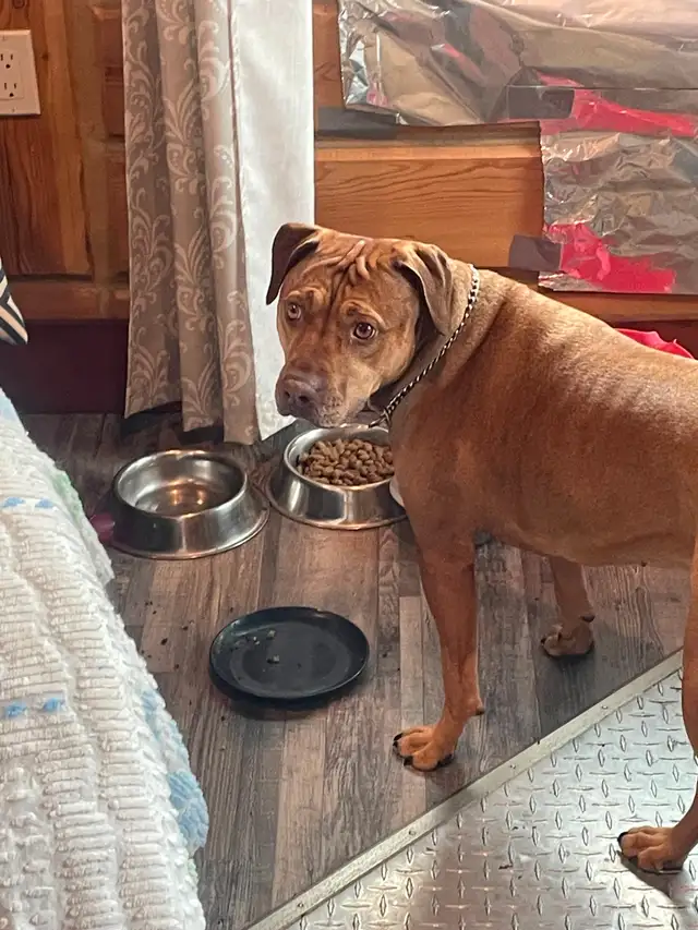 Rehoming of my late brother's dog