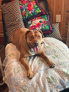 Rehoming of my late brother's dog - Photo 3