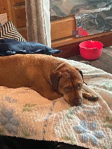 Rehoming of my late brother's dog - Photo 4