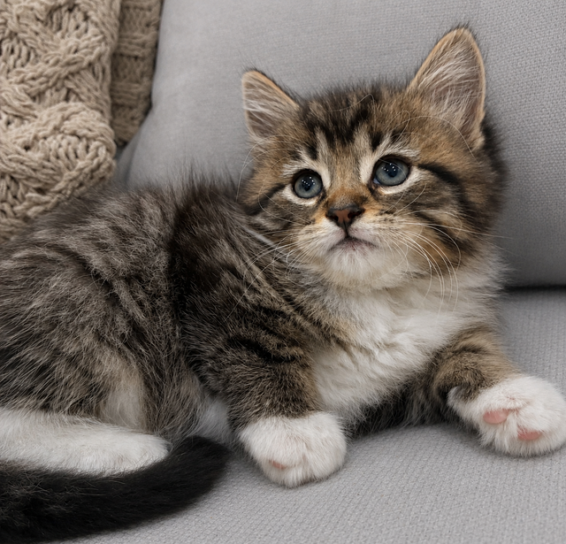 Chaton sibérien Hypoallergenique