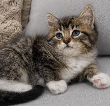 Chaton sibérien Hypoallergenique