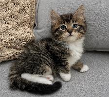 Chaton sibérien Hypoallergenique - Photo 2