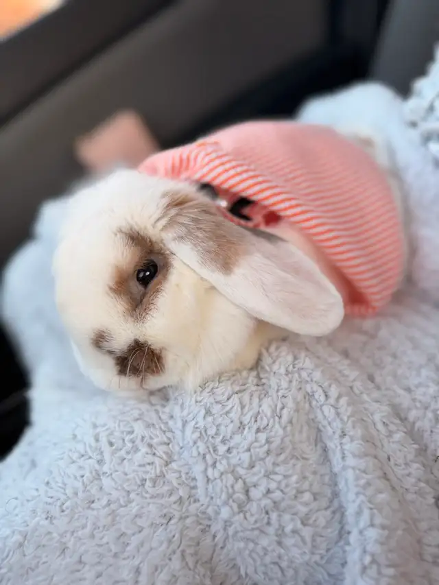 Lapin à adopter