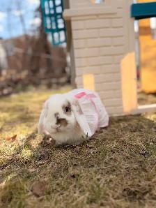Lapin à adopter - Photo 2