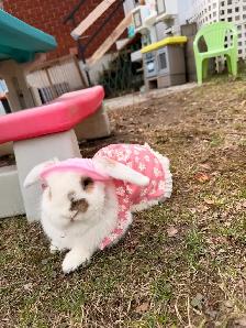 Lapin à adopter - Photo 3