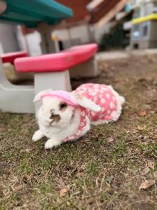 Lapin à adopter - Photo 4