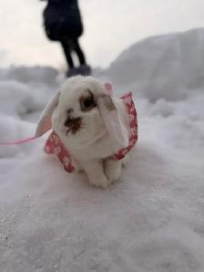 Lapin à adopter - Photo 5