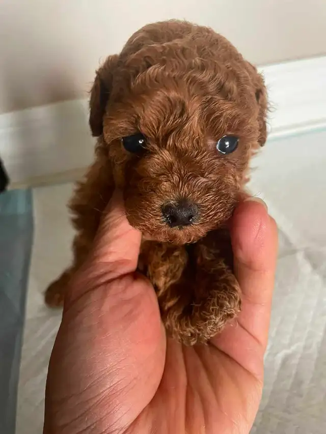 Red Toy Poodle Puppies