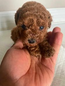 Red Toy Poodle Puppies - Photo 2