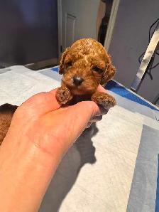 Red Toy Poodle Puppies - Photo 3