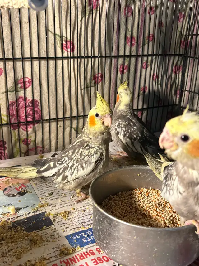 Baby Cockatiels for sale being handfed friendly and tamed ❤️