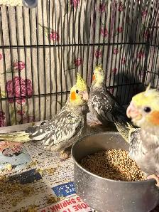 Baby Cockatiels for sale being handfed friendly and tamed ❤️