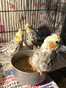 Baby Cockatiels for sale being handfed friendly and tamed ❤️ - Photo 2