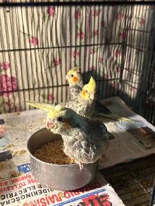 Baby Cockatiels for sale being handfed friendly and tamed ❤️ - Photo 3