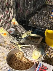 Baby Cockatiels for sale being handfed friendly and tamed ❤️ - Photo 4