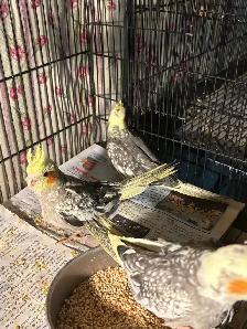 Baby Cockatiels for sale being handfed friendly and tamed ❤️ - Photo 5