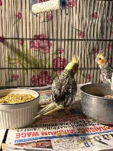 Baby Cockatiels for sale being handfed friendly and tamed ❤️ - Photo 6
