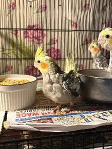 Baby Cockatiels for sale being handfed friendly and tamed ❤️ - Photo 7