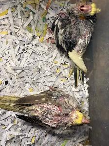 Baby Cockatiels for sale being handfed friendly and tamed ❤️ - Photo 8